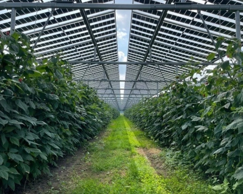Telen onder zonnepanelen